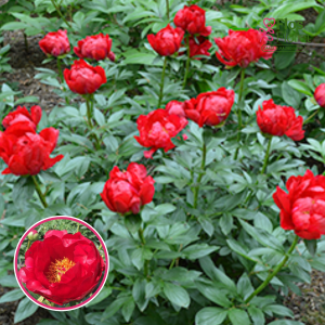 RPA28_ Peonija - Red Red Rose