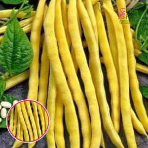 Pupiņas sviesta dzeltenas - Sonesta krūmu. SĒKLAS _30g.