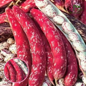 Sparģeļpupiņas krūmu - Borlotto Lingua di Fuoco Nano. SĒKLAS _30g.