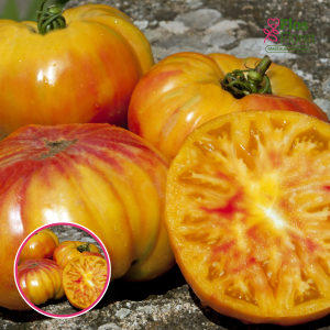 L11. Tomāts - BUFFALO SUN F1