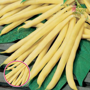 Sviesta pupiņas -  BERGGOLD. SĒKLAS _30g.