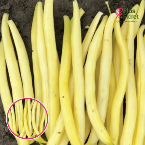 Pupiņas dzeltenās - GOLDSTRIKE. SĒKLAS _30g.