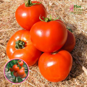 L14. Tomāts - FANDANGO F1 (lauku)