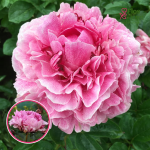 RPA33_ Peonija - The Fawn