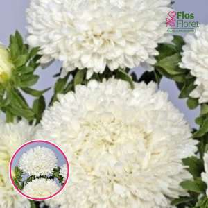 Ķīnas astere - Balloon White. SĒKLAS _25s