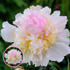 RPA34_ Peonija - Top Brass