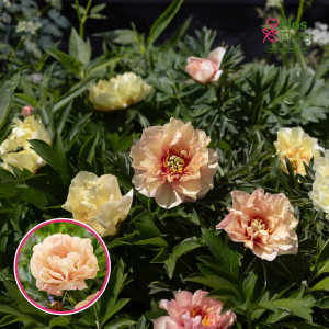 RPA36_ Peonija - Canary Brilliants (ITOH)