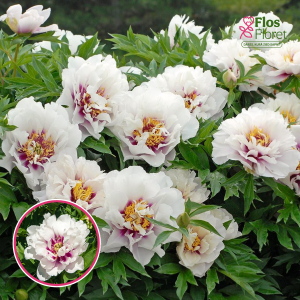 RPA37_ Peonija - Cora Louise  (ITOH)