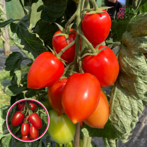 L19. Tomāts - NAGINA F1