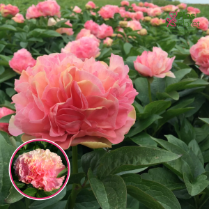 RPA38_ Peonija - Lois Choice