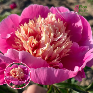 RPA39_ Peonija - Rozoviy Ispolini