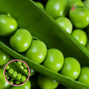 Zirņi - Ambrosia. SĒKLAS _30g.