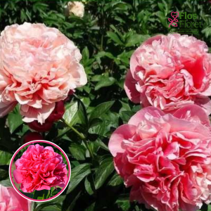 Peonija - Glowing Raspberry Rose