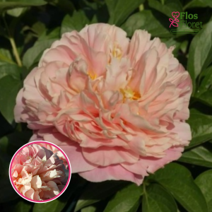 Peonija - Kayleigh Ann