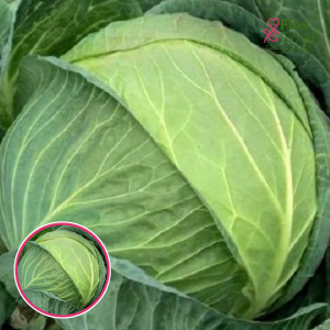 Kāposti - Flexton F1. SĒKLAS _20s