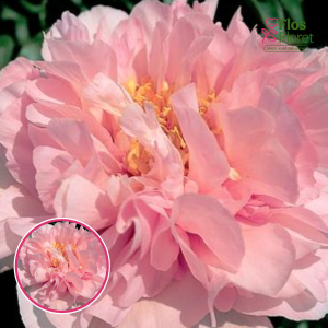 Peonija - Lullaby Blessing