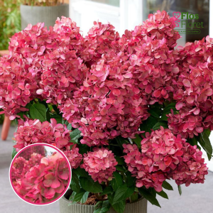 Skarainā hortenzija - Bonfire