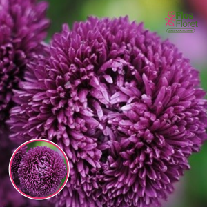 Ķīnas astere - Balloon Violet. SĒKLAS _25s