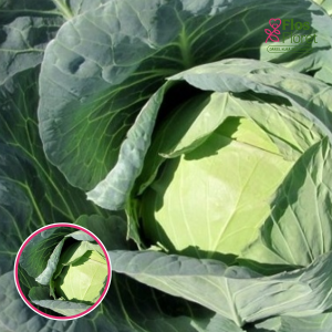 Kāposti - Kevin F1. SĒKLAS _20s