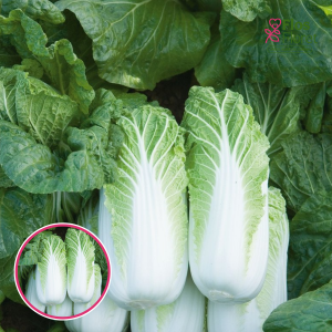 Kāposti - Bilko F1. SĒKLAS _20s