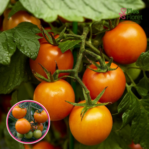 L27. Tomāts - MERRYGOLD F1 (spilgti oranži ķiršu)