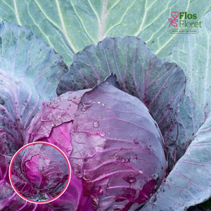 Kāposti - sarkanie Rescue F1. SĒKLAS _20s