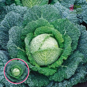 Kāposti - savojas Miletta F1. SĒKLAS _20s
