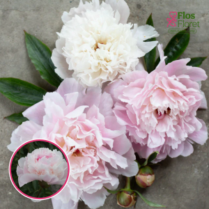 RPA42_Peonija - Alertie