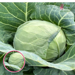 Kāposti - SENNA F1. SĒKLAS _20s