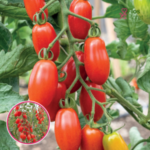 L30. Tomāts - TRILLY'S FAMILY TRILLY F1