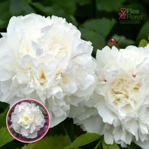 RPA43_Peonija - Duchesse de Nemours