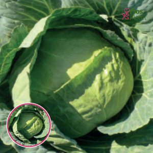 Kāposti - Elvira F1. SĒKLAS _20s