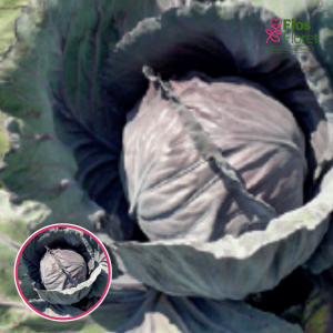 Kāposti - Granat. SĒKLAS _20s