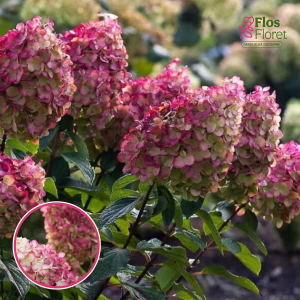 Skarainā hortenzija - Living Colourful Cocktail