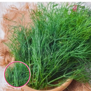 Dilles krūmu - SUPERDUCAT PROF. SĒKLAS _10g.