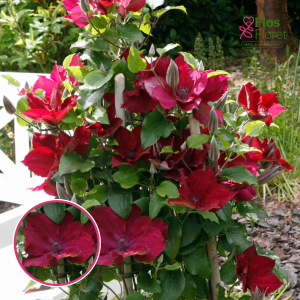 Mežvītenis - Klemāts - Nubia™ Boulevard®