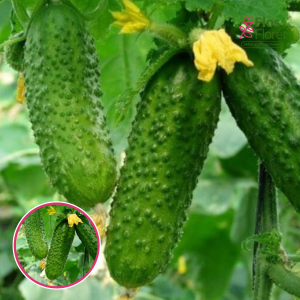 L39. Gurķis - Merengue  F1 (lauku)