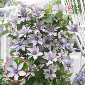 Mežvītenis - Klemāts - Samaritan Jo™ Boulevard®