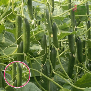 L41. Gurķis - MELEN F1 (siltumnīcu)