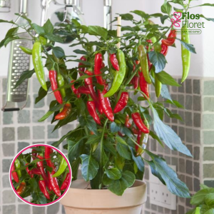 L42. Sīvais dārzeņpipars - Capsicum annuum Hot Fajita (Fajita)