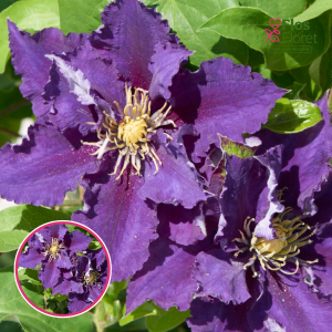 Mežvītenis - Klemāts - Becca™ Tudor Patio®