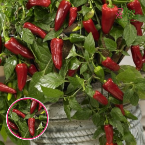 L43. Sīvais dārzeņpipars - Capsicum annuum Joyride