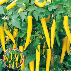 L44. Sīvais dārzeņpipars - Capsicum annuum Vectura Yellow (Koh Chang)