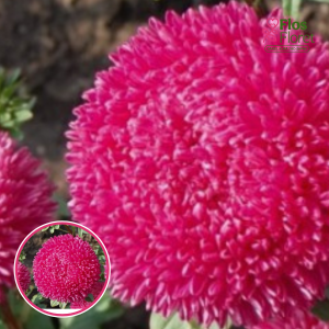 Ķīnas astere - Balloon Carmine. SĒKLAS _25s