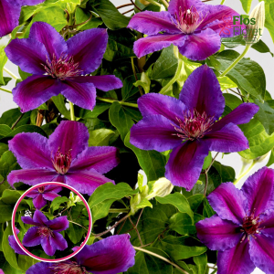 Mežvītenis - Klemāts - Paulie™ Tudor Patio®