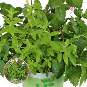 L46. Garšaugu maisījums - Herb Mix Ice-Tea (BIO)