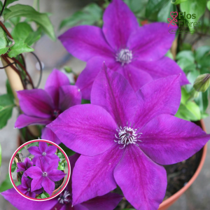 Mežvītenis - Klemāts - Masa™ Garland®