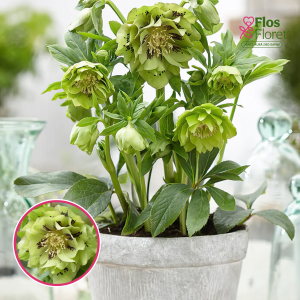 Sniega roze - Double Ellen Green 