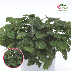 L48. Citronmētra - Melissa officinalis Lemon Balm