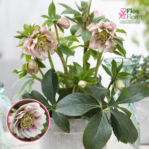 Sniega roze - Double Ellen Pink Spotted  